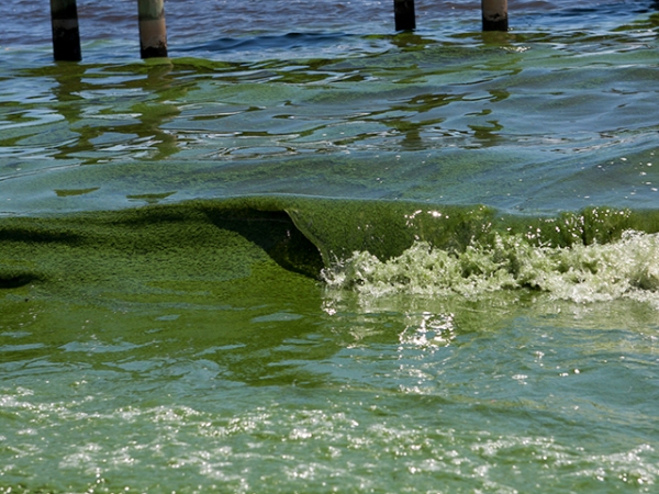 Algae bloom Florida